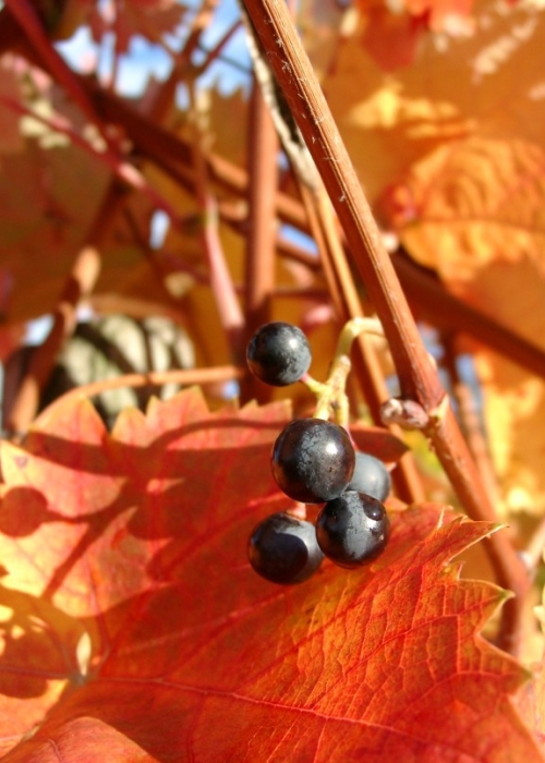 11030028 Dornfelder Geiztrauben